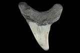 Rare, Fossil Mackerel Shark (Parotodus) Tooth - Georgia #142297-1